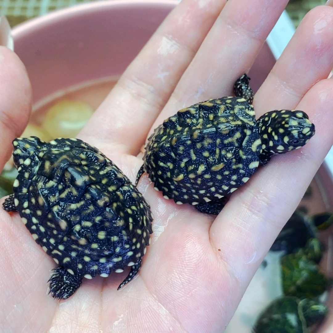 不分公母宠物龟斑点苗一对