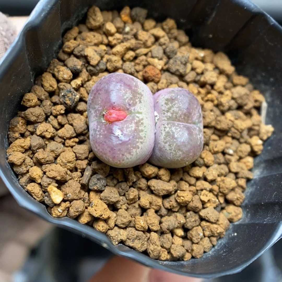 多肉植物肉锥杂交K-3562 KFG墨杂