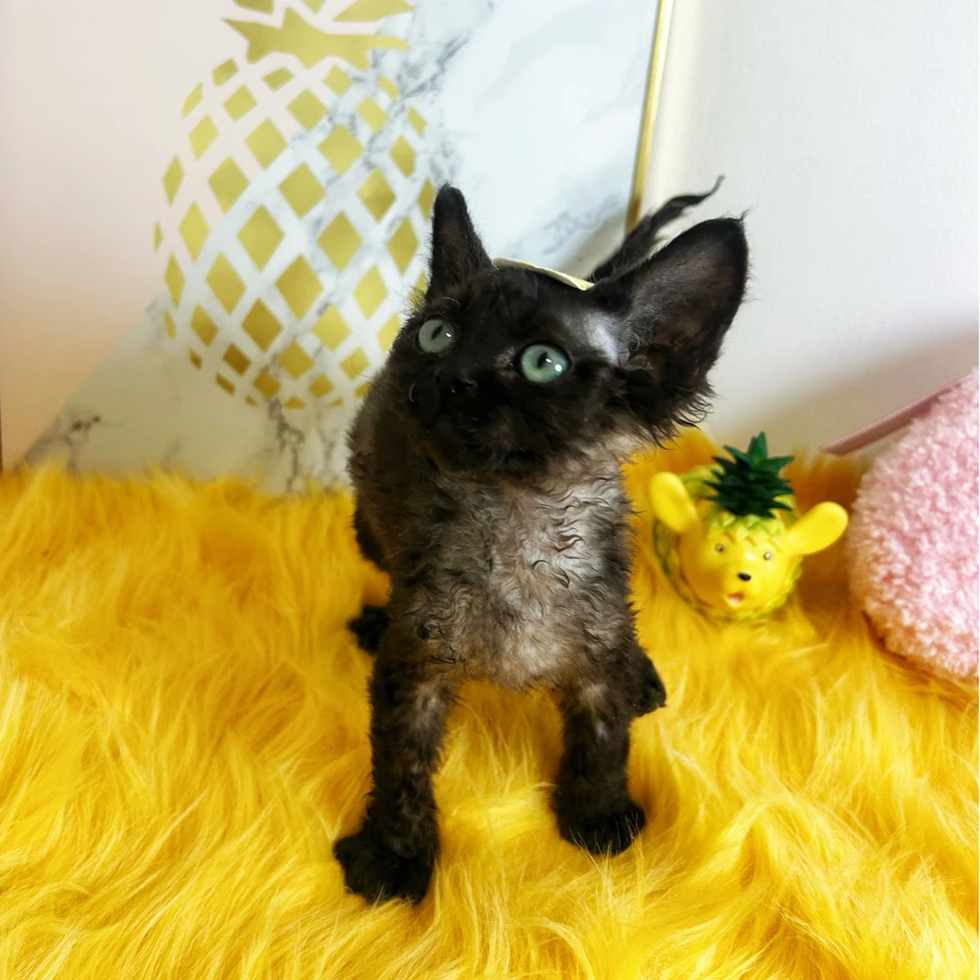 【阿波罗家】黑仔-纯黑长毛猫咪