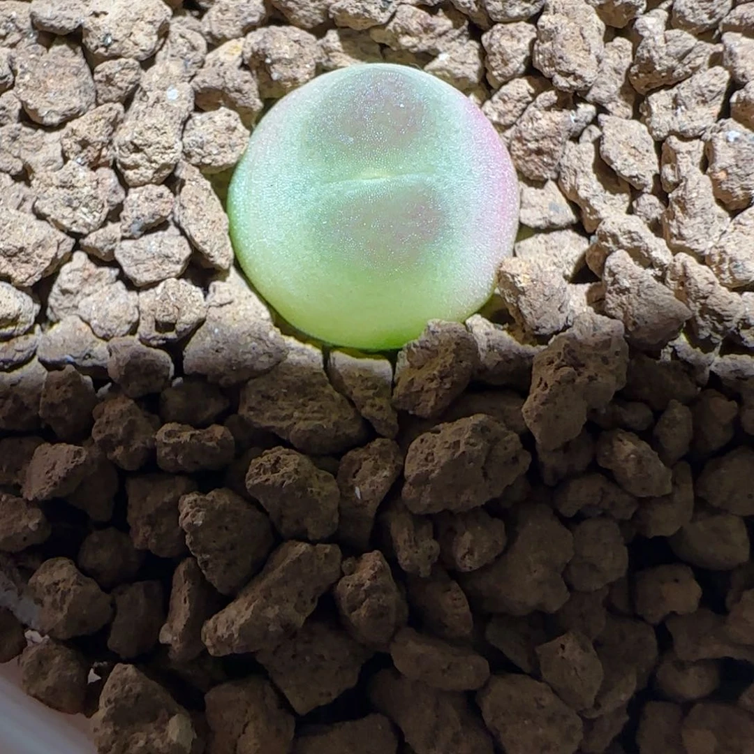 肉锥多肉植物组合-sh1200拉登98