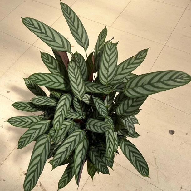 2加仑新飞羽茱萸植物室内喜阴