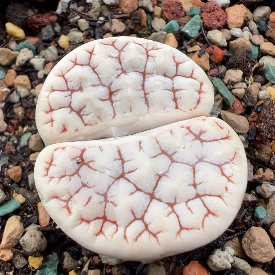 8.26好看的多肉脱土发货432