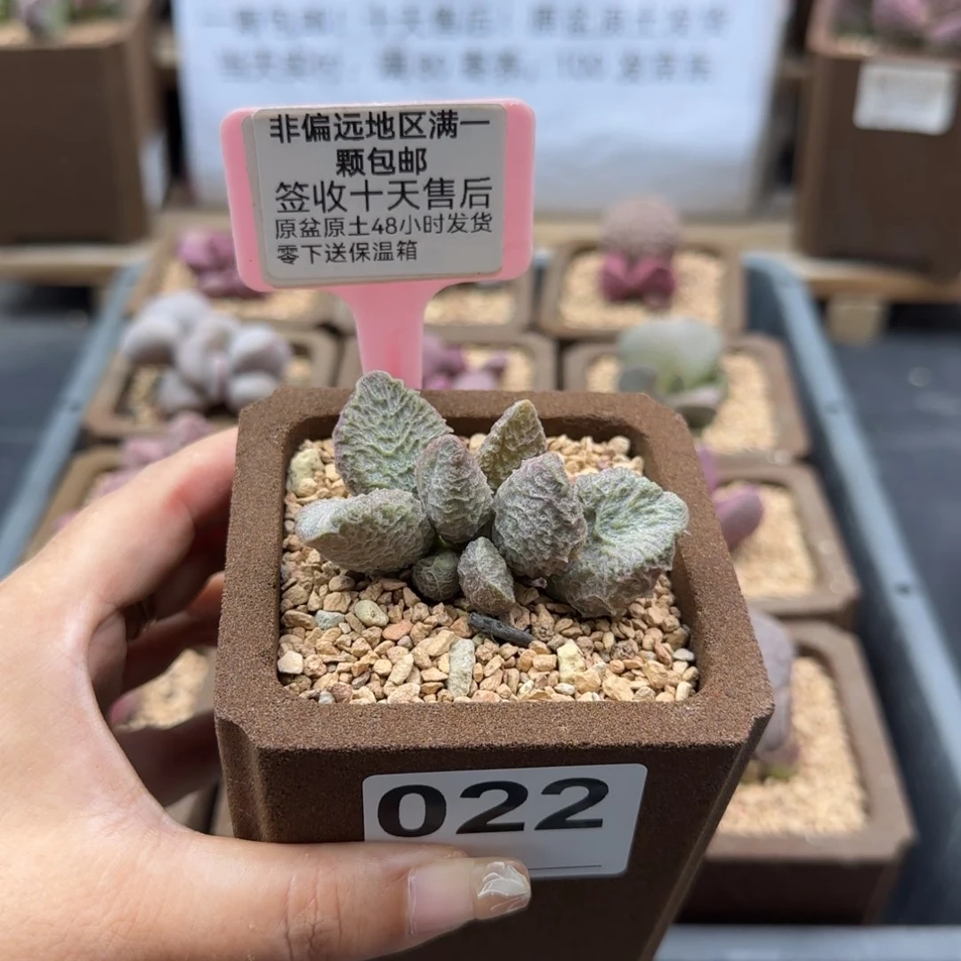 遗****4022大鱼海棠多肉植物