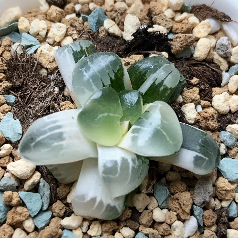 【闪购商品】蒙*蒙姬翠锦5