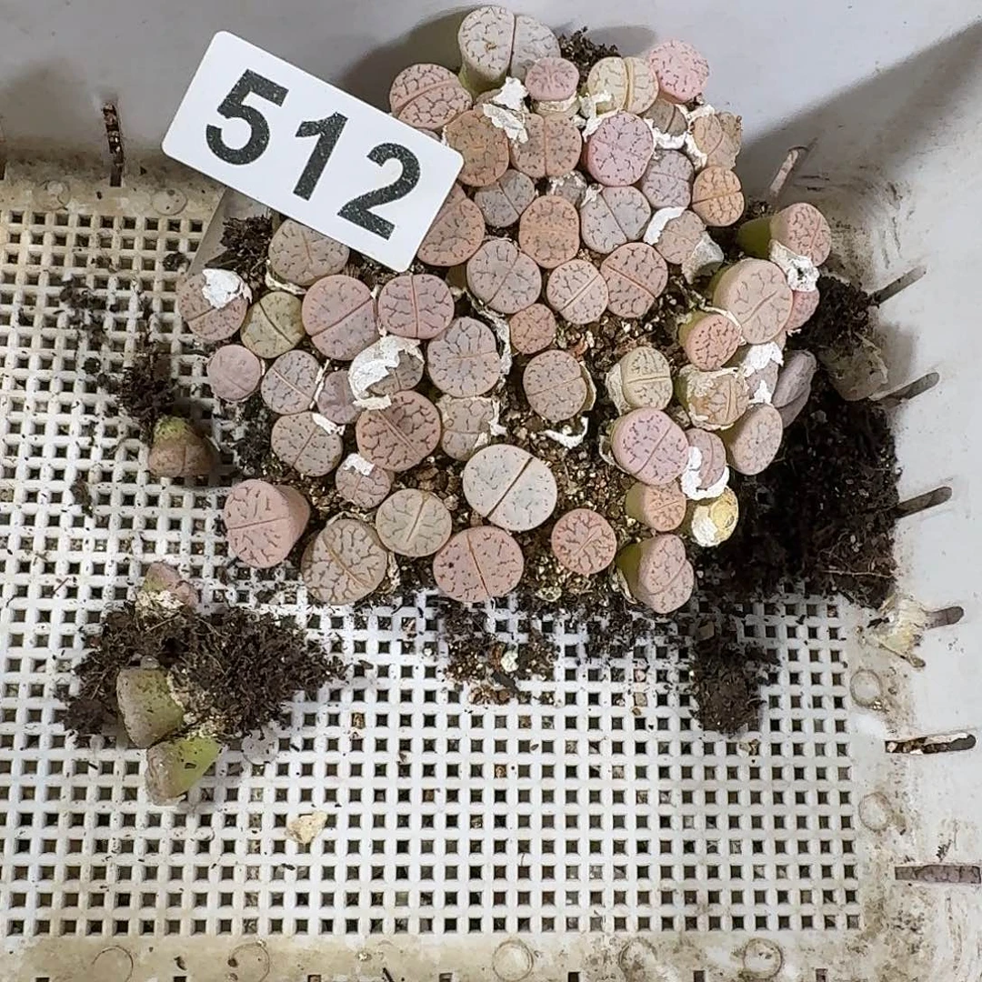 惊***生石花一物一拍512