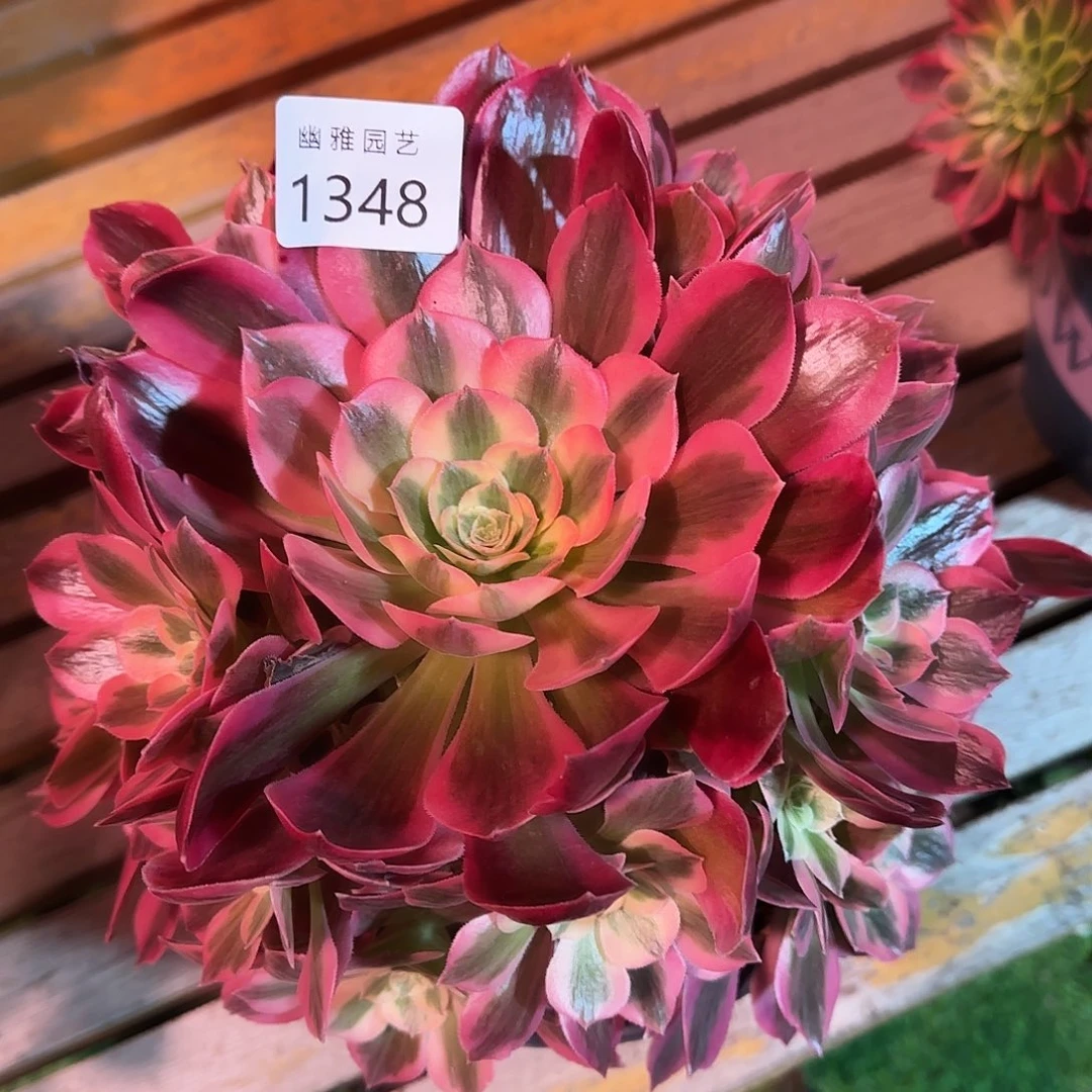 多肉植物粉女郎1348