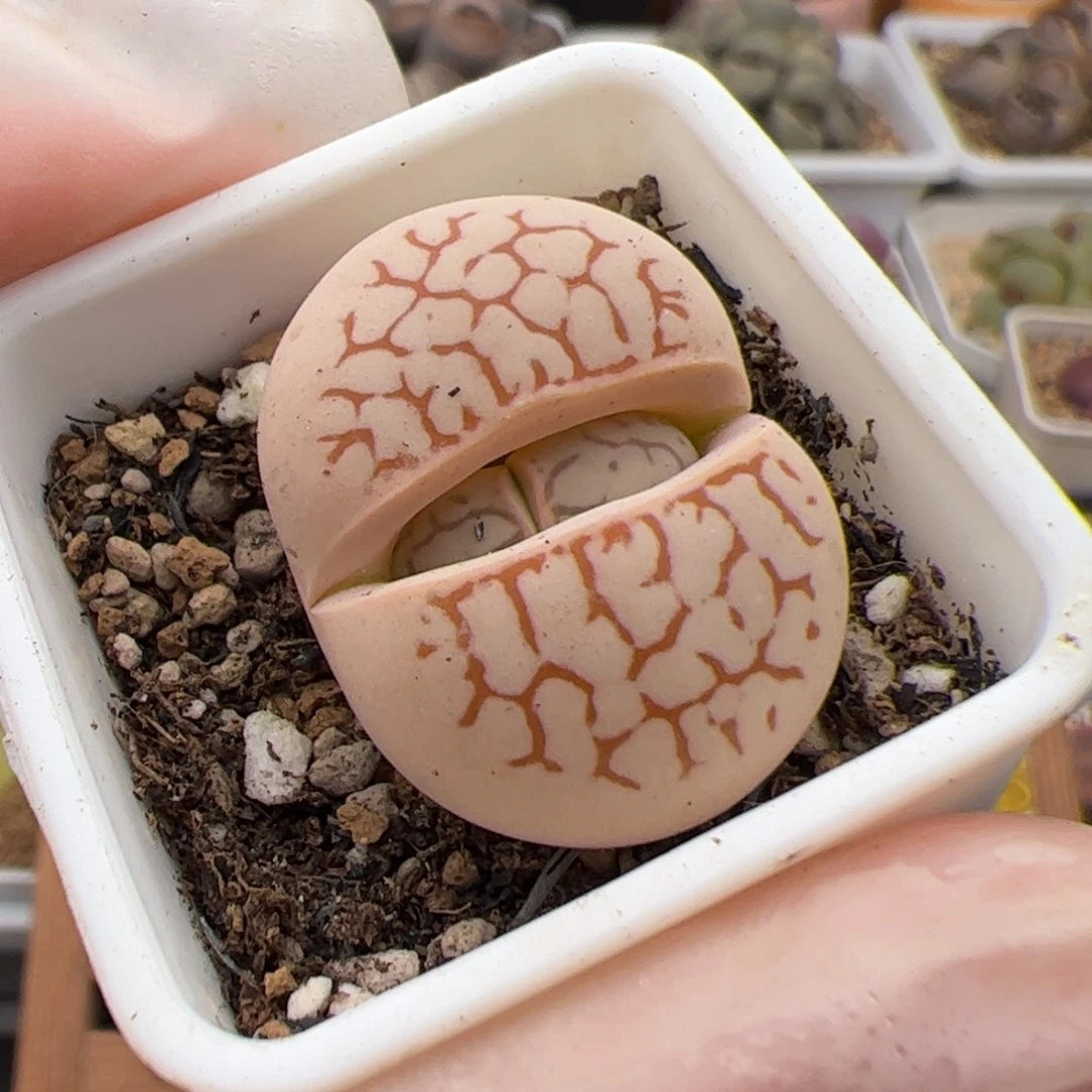 0106号大白 多肉植物