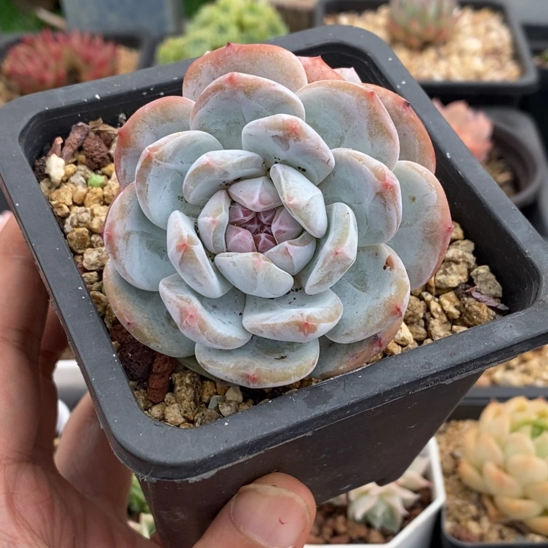 石榴子星影双头一物一拍