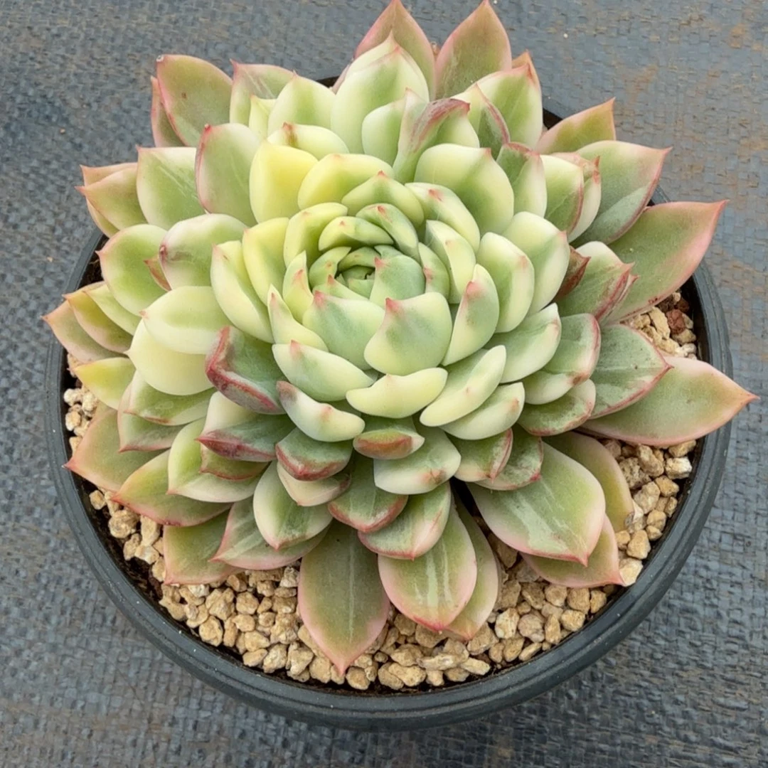 苍翠锦锦上园艺一物一拍