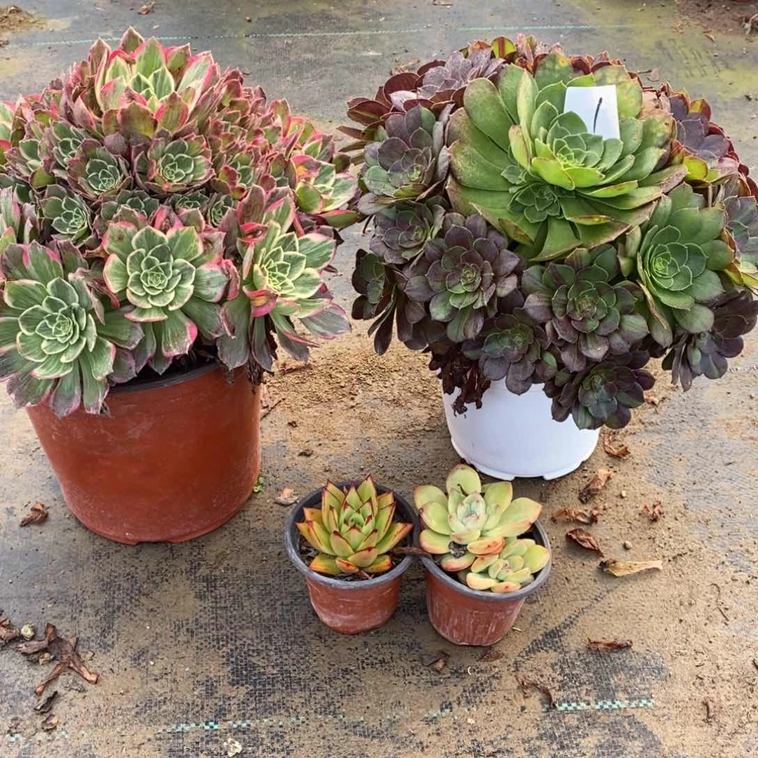 全部花朵多肉植物组合拼盘1