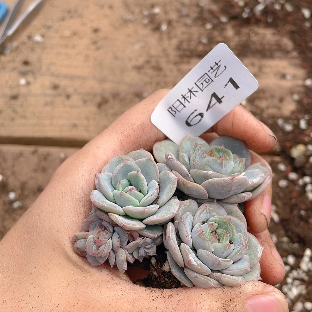 多肉植物多肉植物641