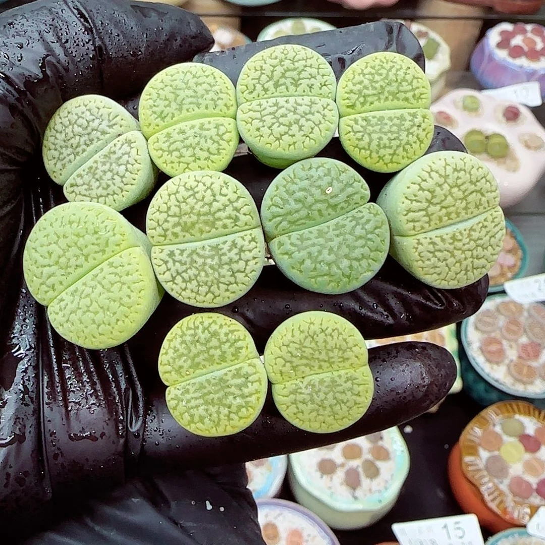 生石花满18包邮0918-63
