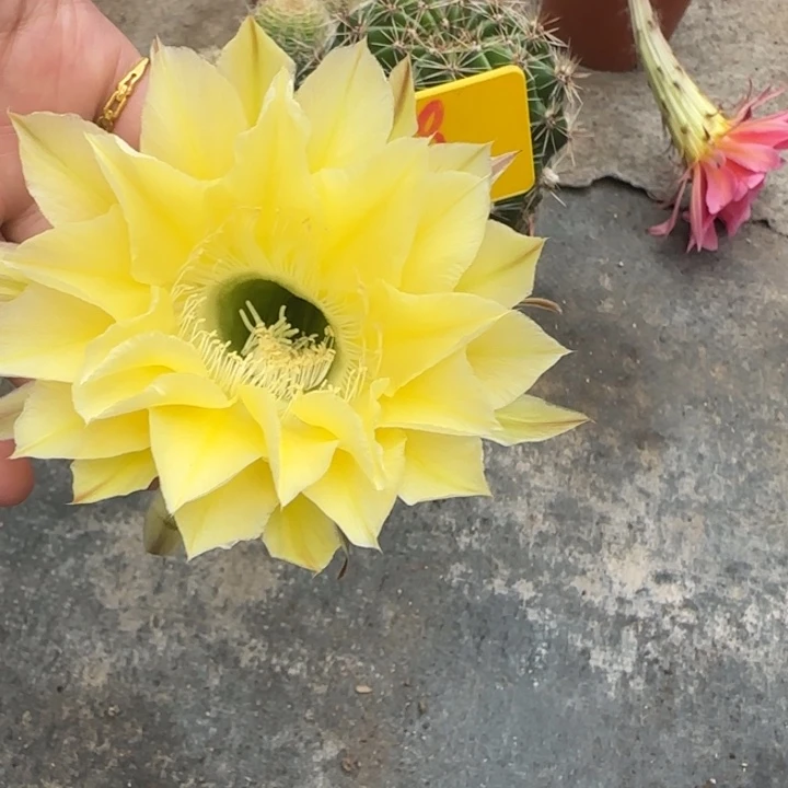 无花朵温***光59号实生彩草脱土摘花发货