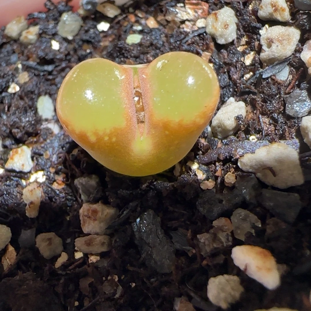 肉锥多肉植物百科-磁铁1558