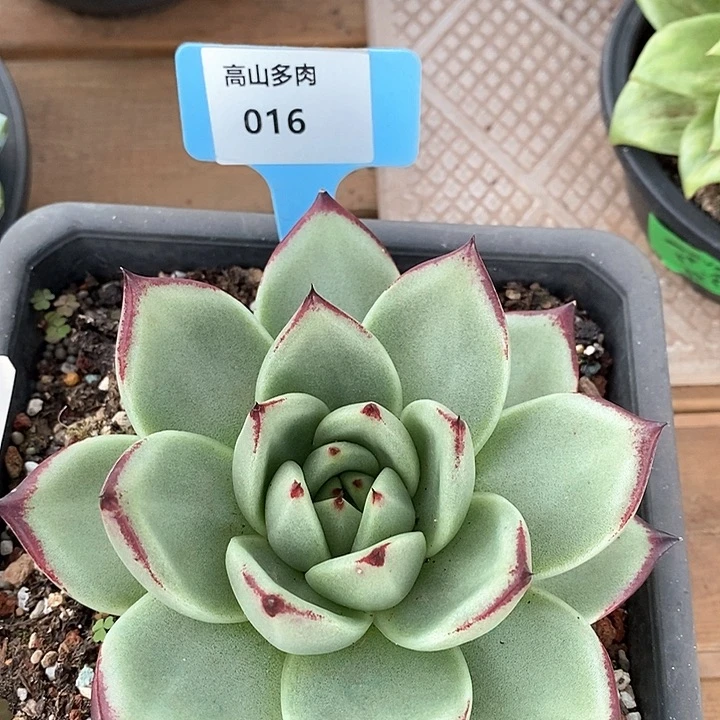 016-直播福利 乌木