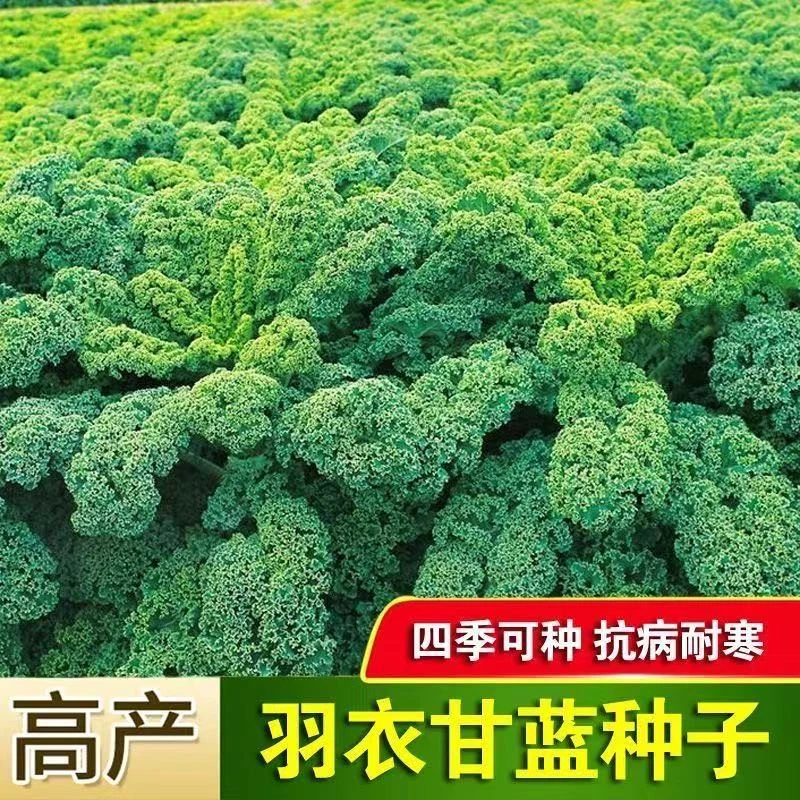 【羽衣甘蓝种子】家庭小院阳台抗寒耐冻四季盆栽地栽可食用