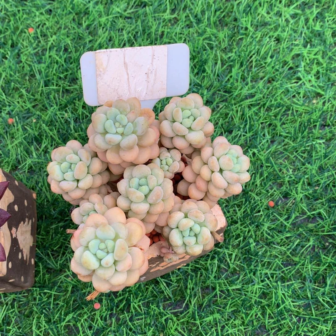 多肉植物737373773
