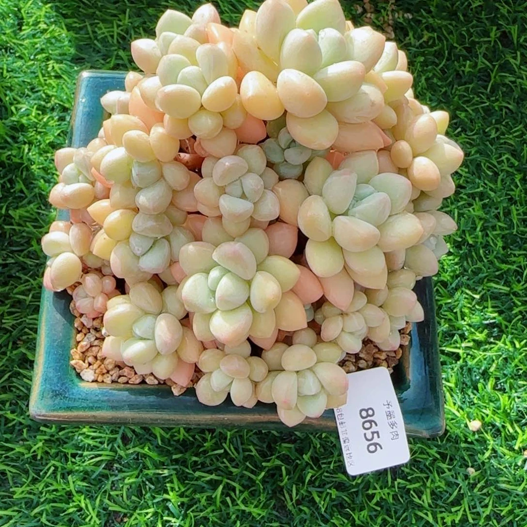 泡泡糖无砍，8656多肉