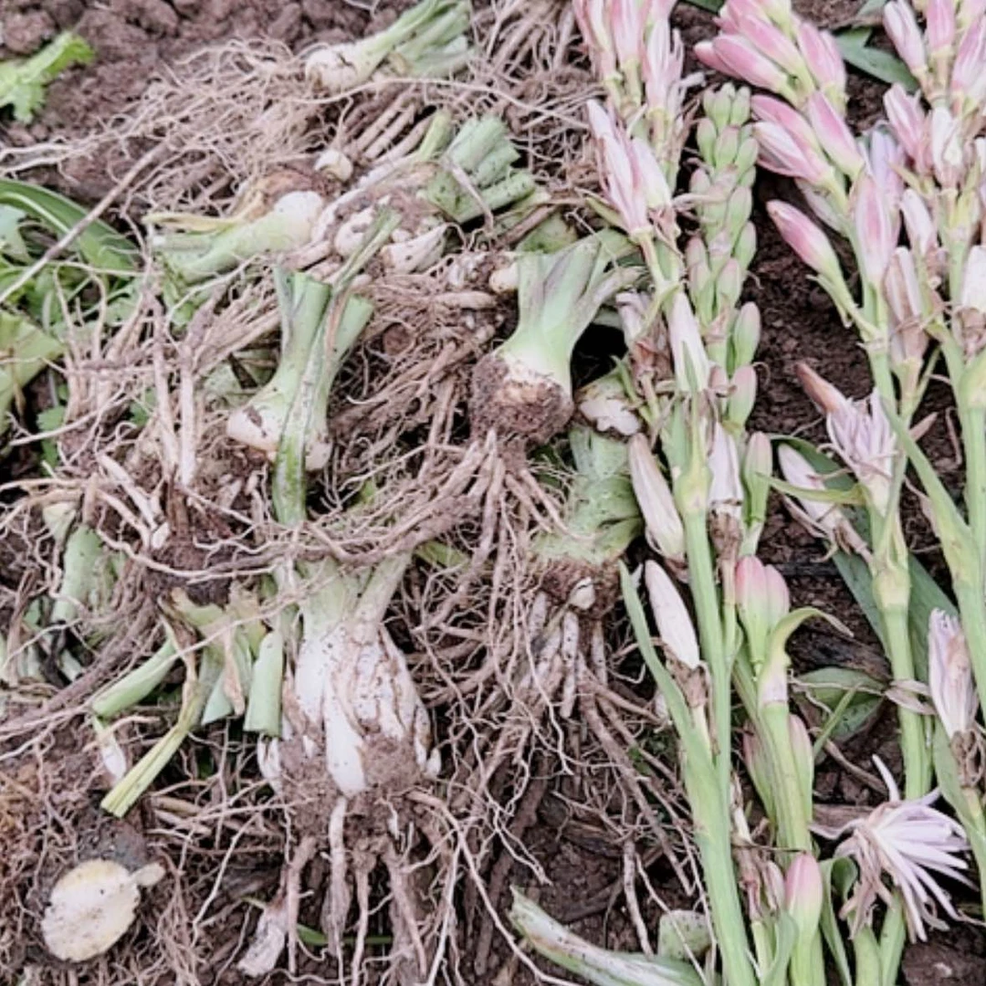 【闪购商品】无花朵晚香玉重瓣