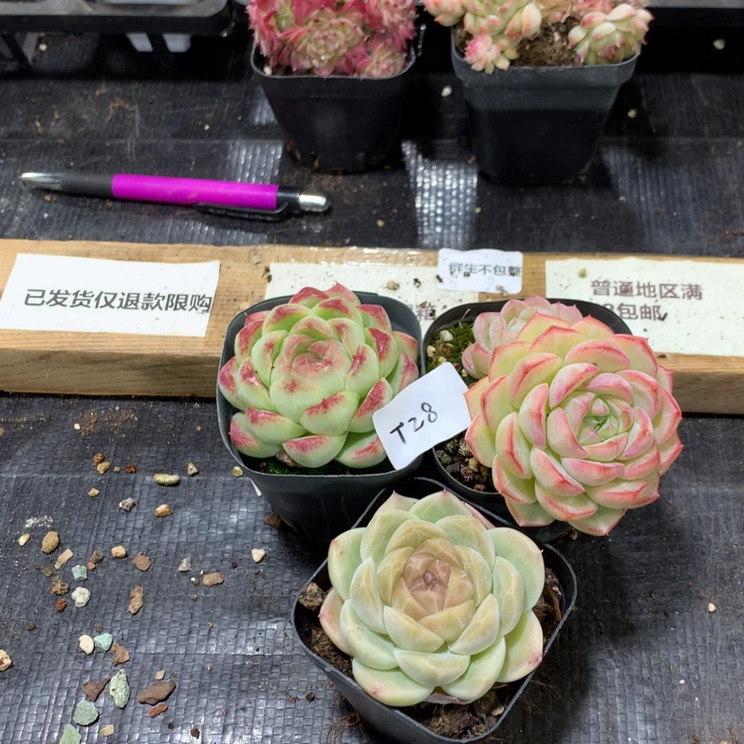 懒羊羊精品一物一拍