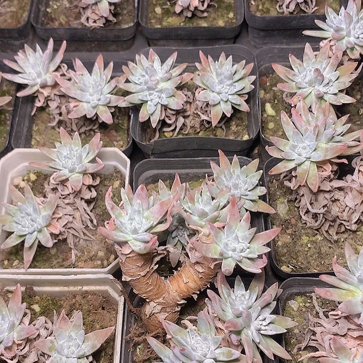 白菊小群脱土发货