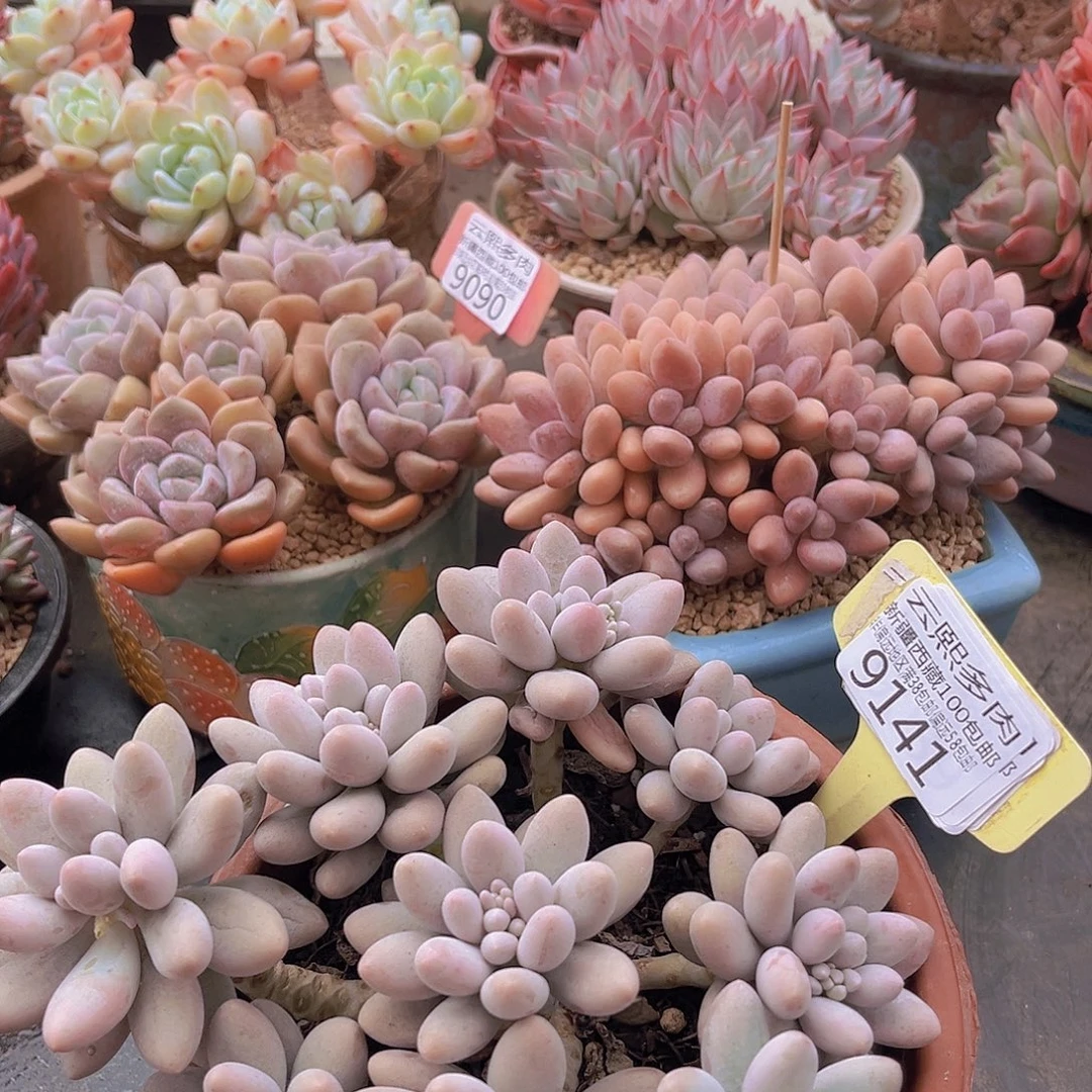 9141分的恋人多肉植物