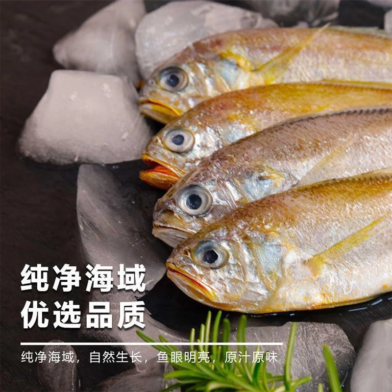 [大号]正宗国产舟山野生细鳞小黄鱼新鲜小黄鱼生鲜水产海鲜小黄鱼