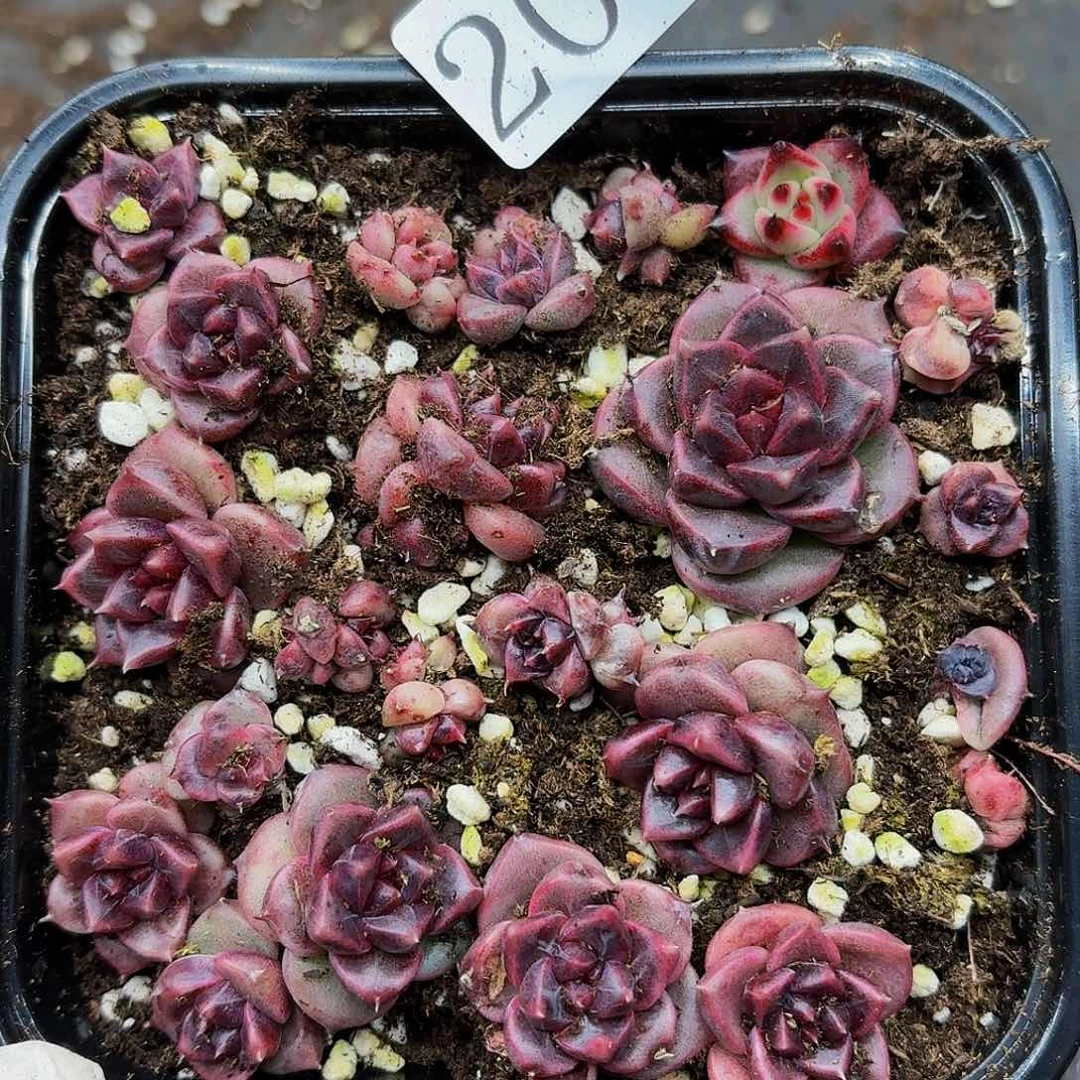 多肉植物多肉植物204