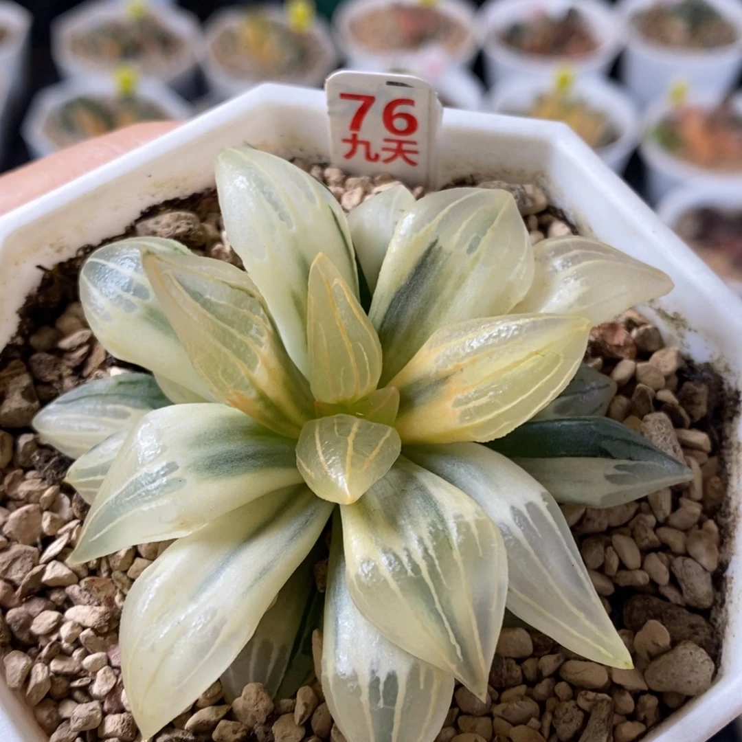 76号糊斑西瓜锦多肉