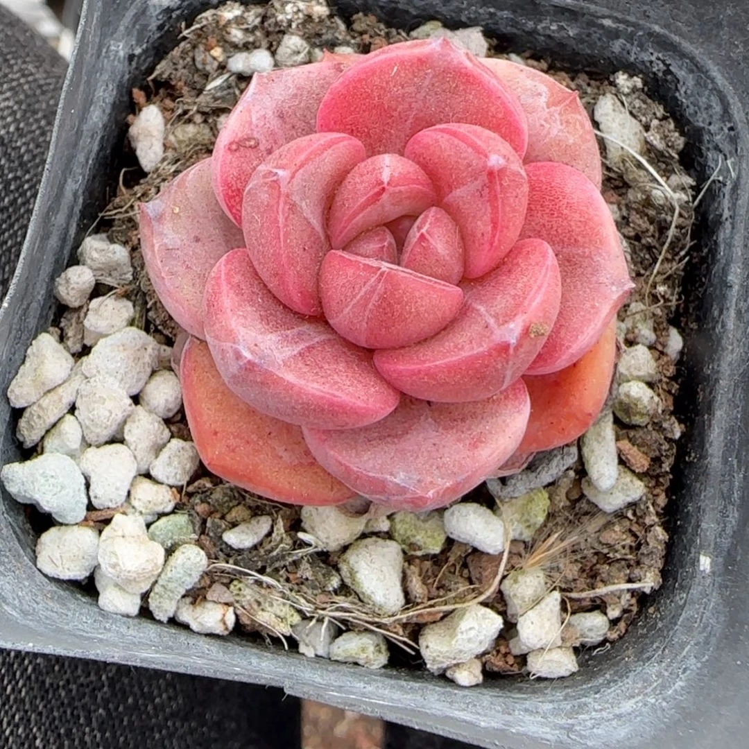 多肉小卡拉米糖心一物一拍