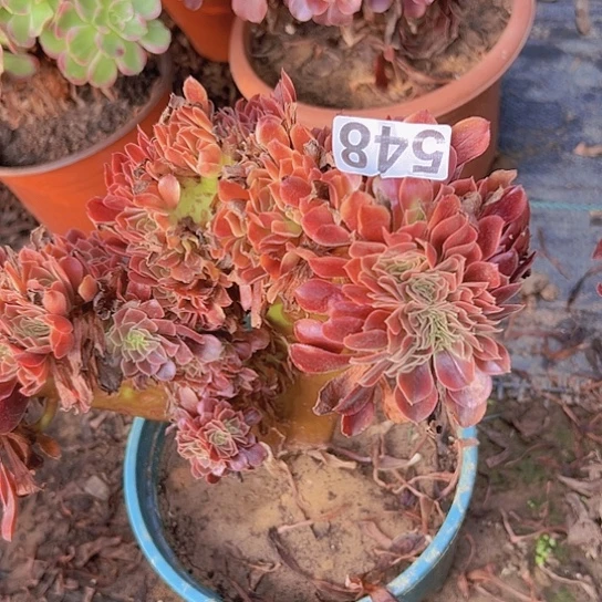 魔***丸多肉植物一个欧嘉莉