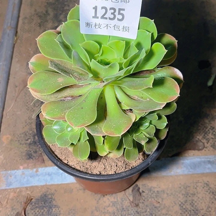 1235香妃多肉植物保护