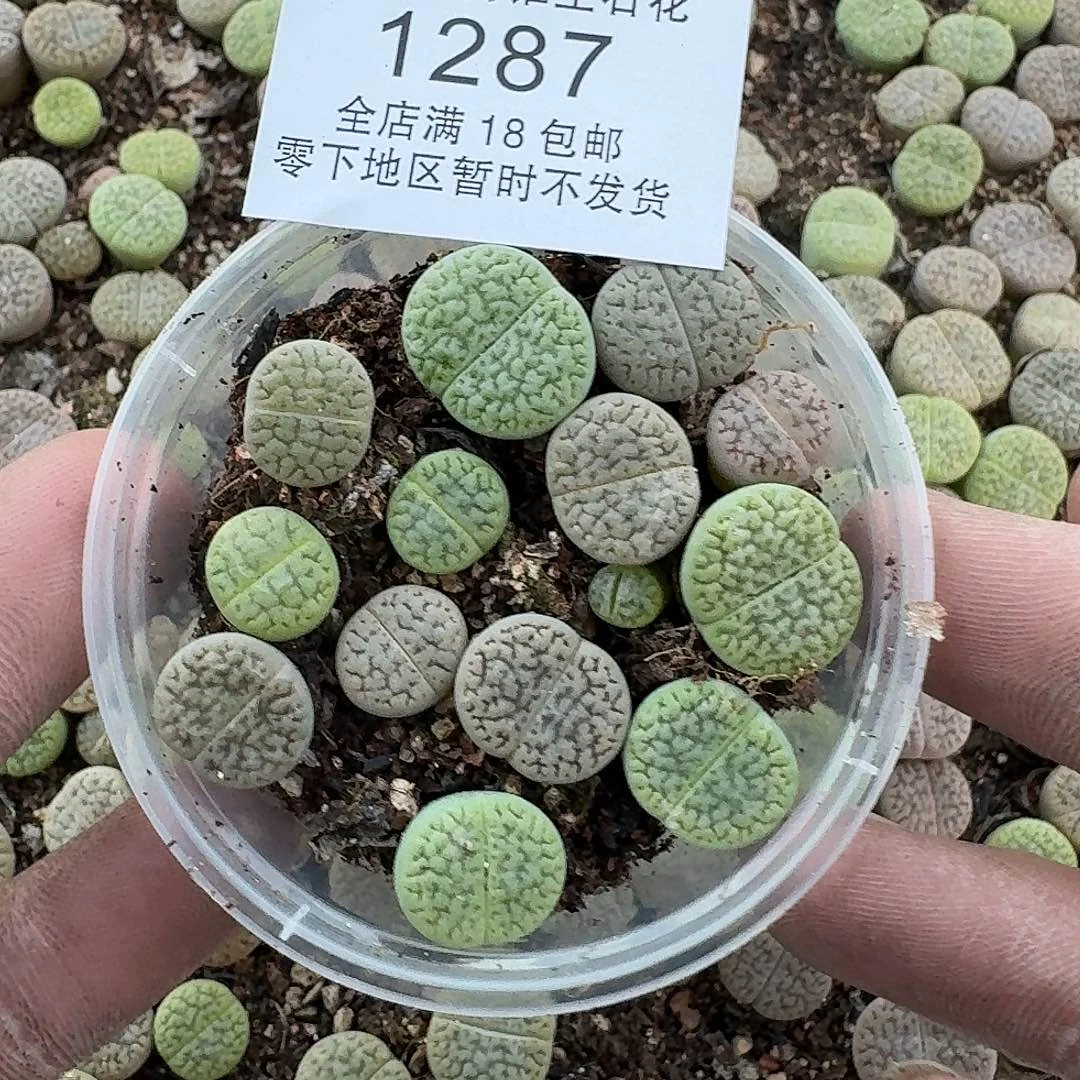 1287 哈哈哈哈哈哈哈哈