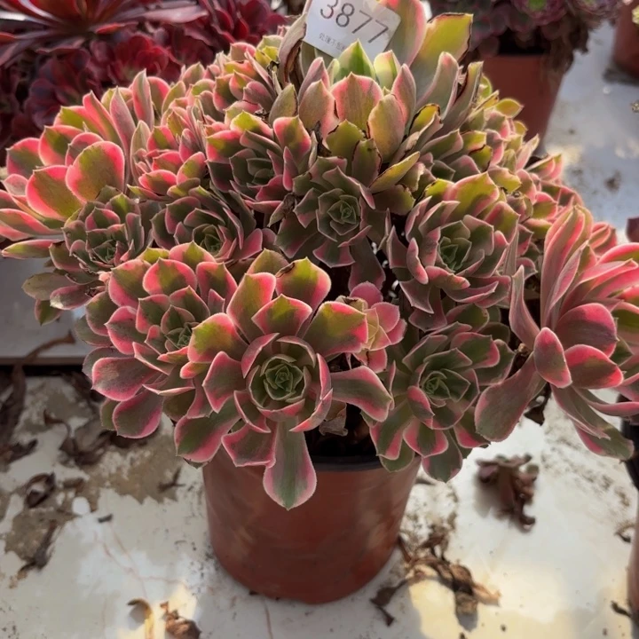 男神多肉处理不包断头3877