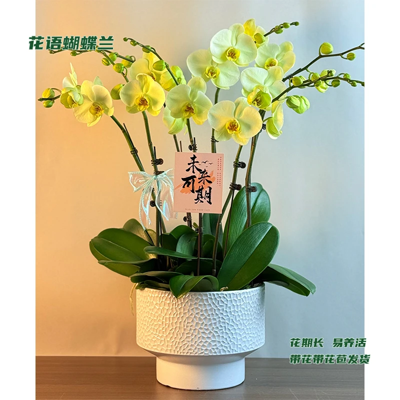 蝴蝶兰【达尔文】 带花带花苞发货 室内客厅阳台花卉 好养易活