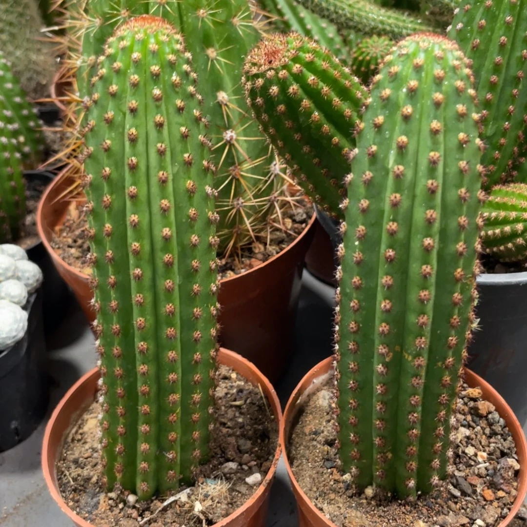 自根进口金妞金1一杯