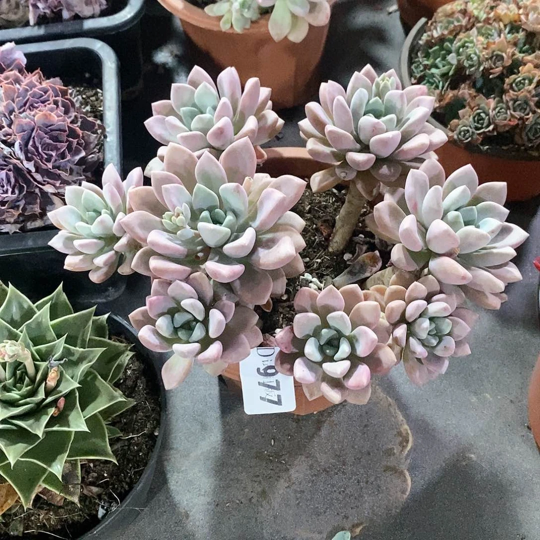 执*977花瓣露多肉植物