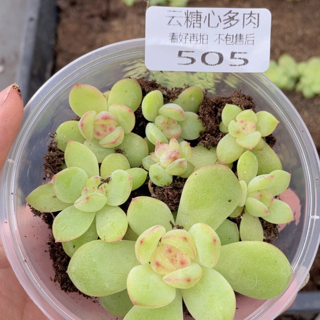 云糖心多肉植物505