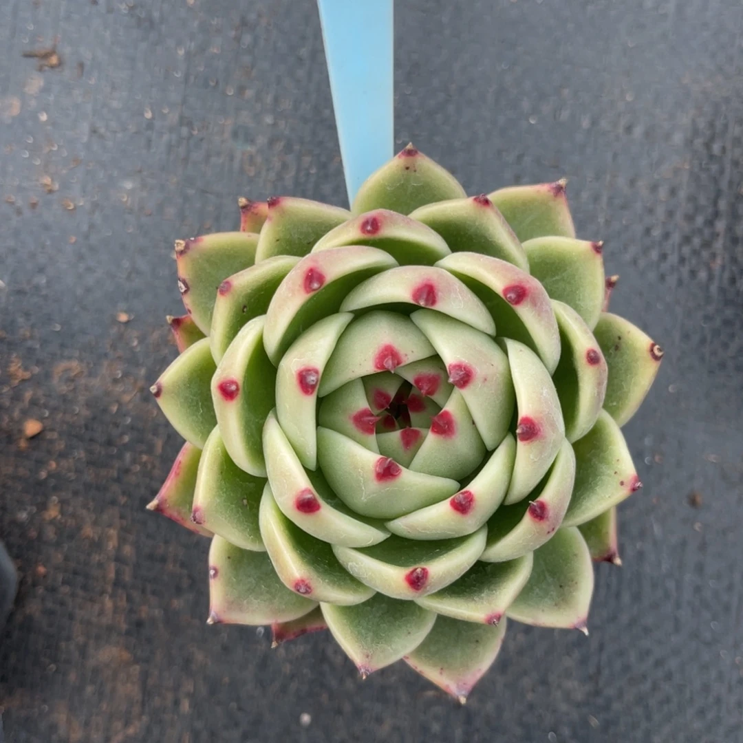 云尘多肉一物一拍1070