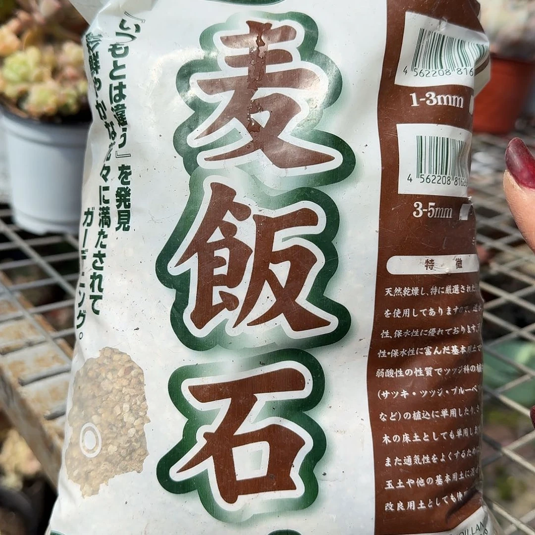 铺面石DVD肉植物