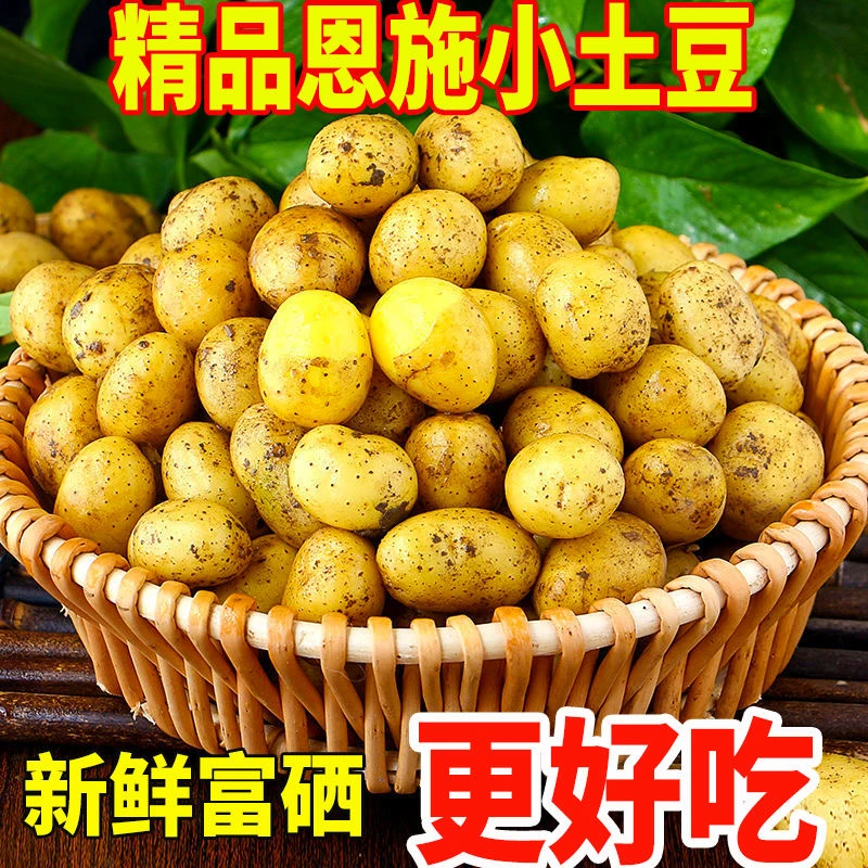 【恩施富硒小土豆】新鲜现挖恩施小土豆黄心马铃薯迷你小个洋芋粉糯