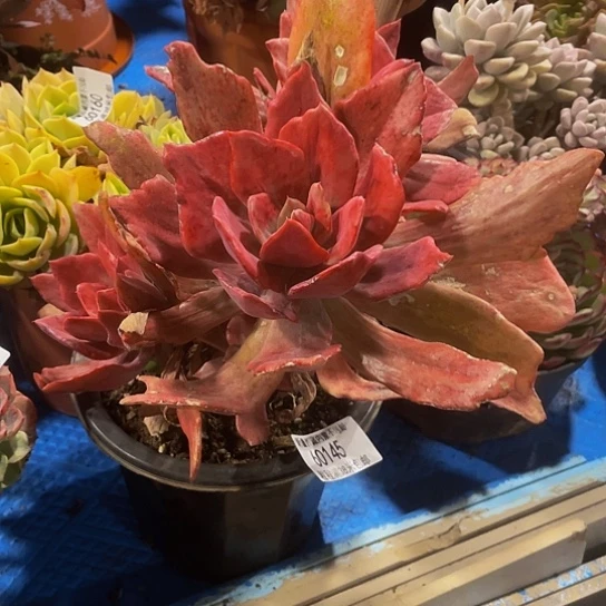 快****6钻石锦60145多肉