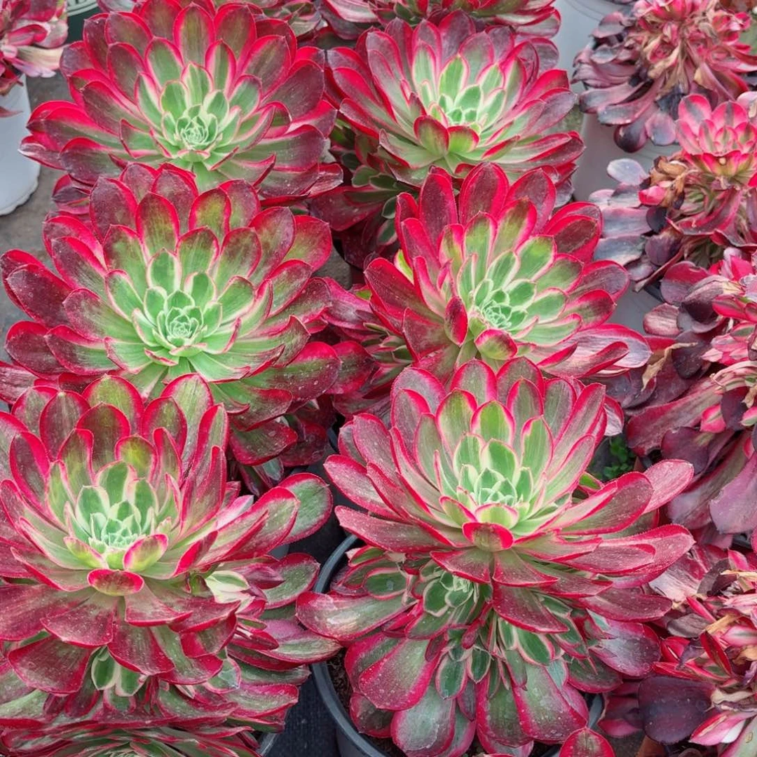 180孔雀翎单头满圈仔多肉法师量拍