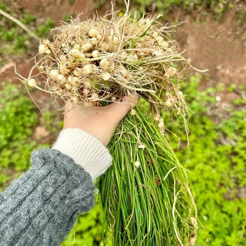 纯野生野葱 野蒜 薤白1斤装蔬菜