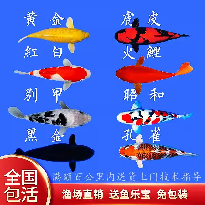 纯种大型锦鲤鱼冷水鱼观赏鱼活体淡水鱼红鲤鱼红白锦鲤招财鱼包邮