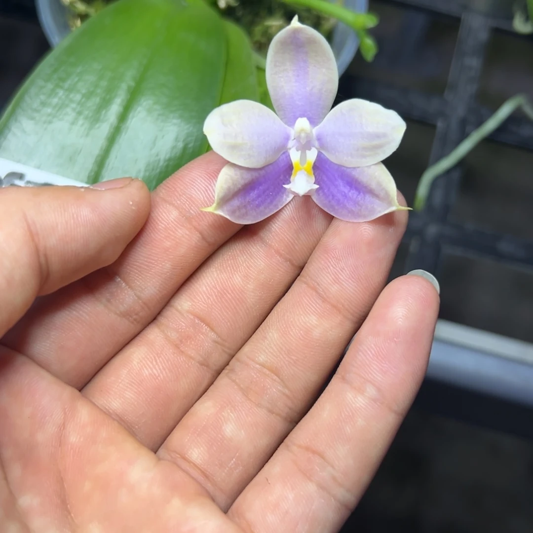 完全开放l899瑕疵三寸ys1230