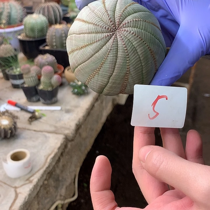 *****布纹球5号。。。。。。。。。