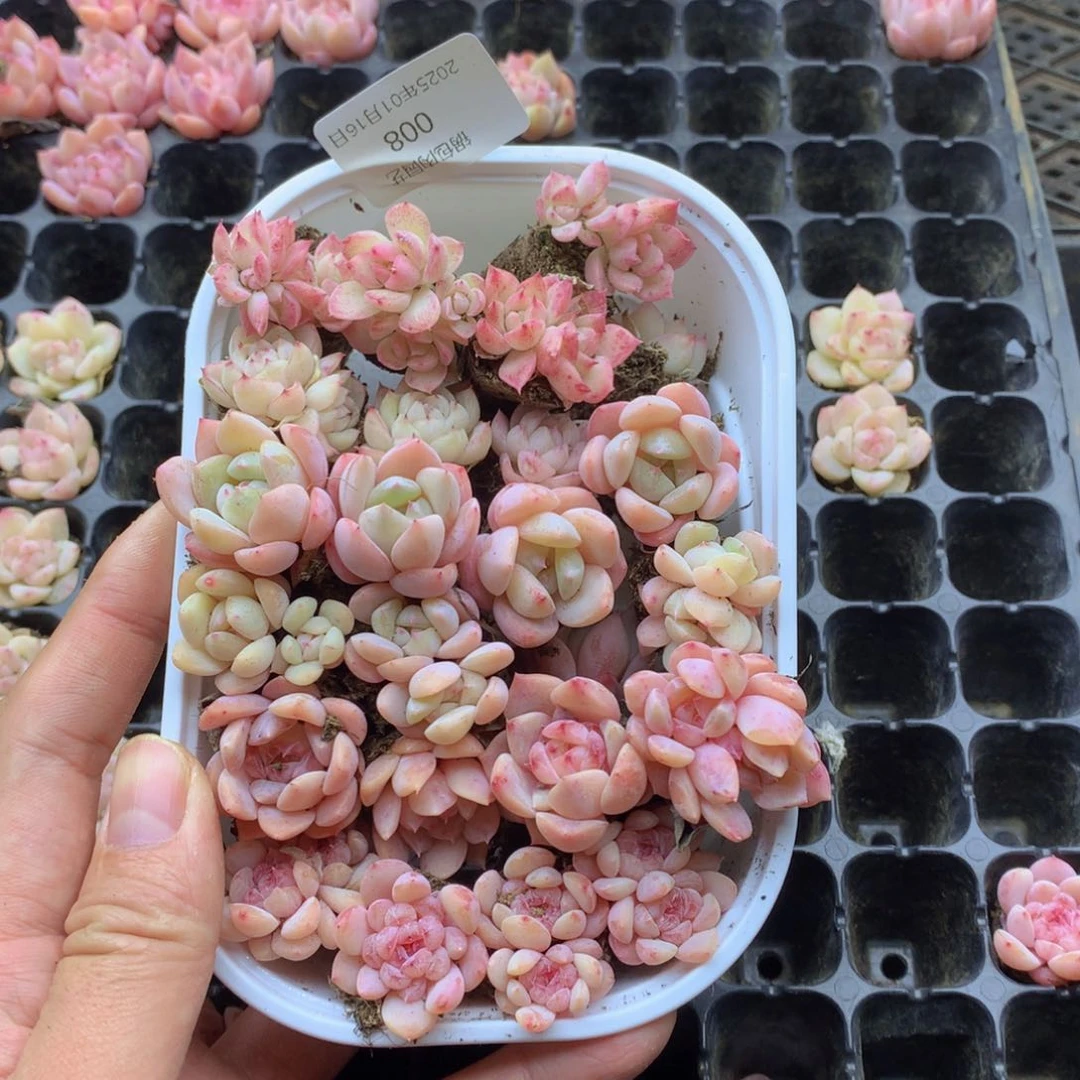 反反复复还是会有的008