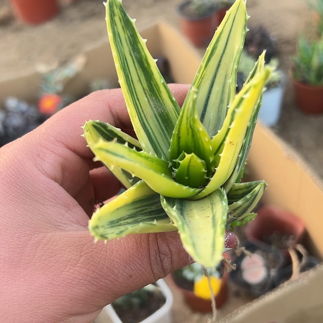 多肉植物不夜城芦荟