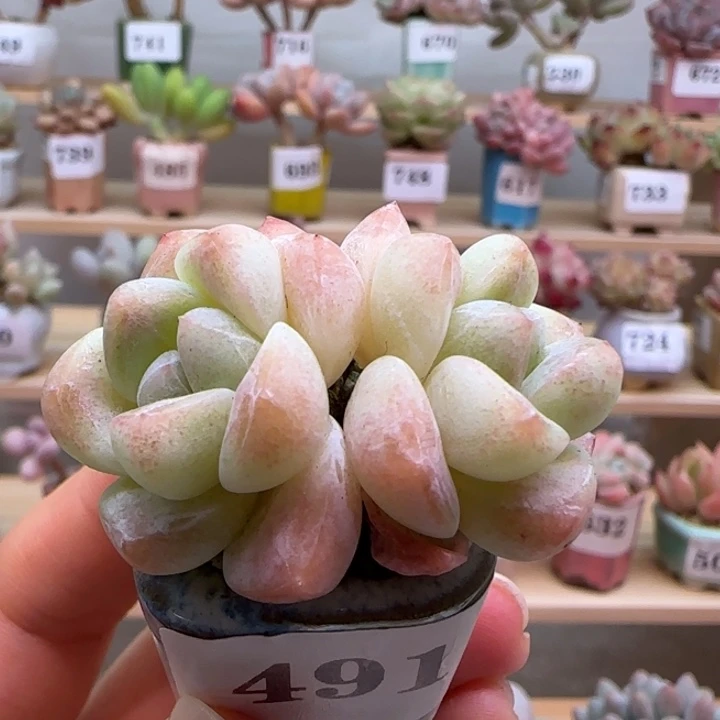 491冰玉满38包邮（除新疆 西藏 内蒙）